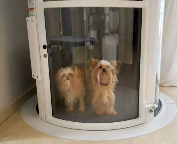 Two small dogs standing inside the PVE30 home elevator cabin on its round glass tube floor