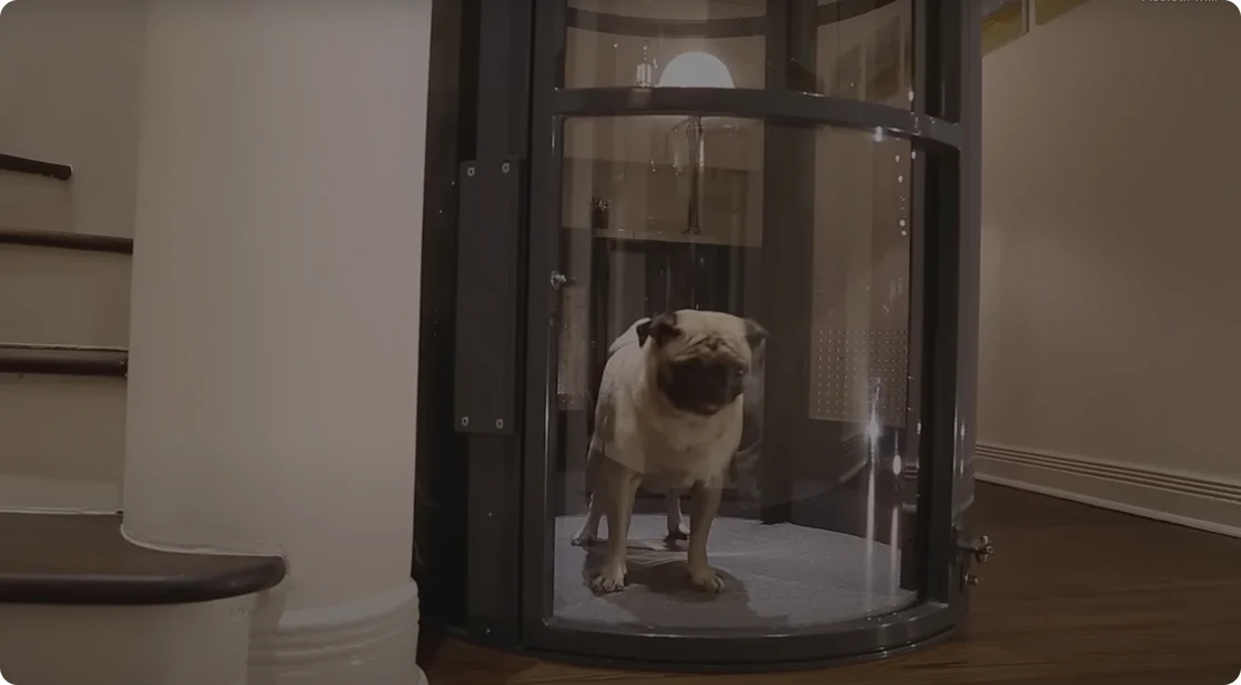 Pug dog standing inside a PVE pneumatic vacuum elevator cab with panoramic glass tube